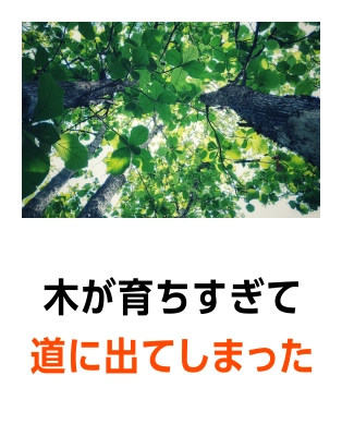 木が育ちすぎて道に出てしまった